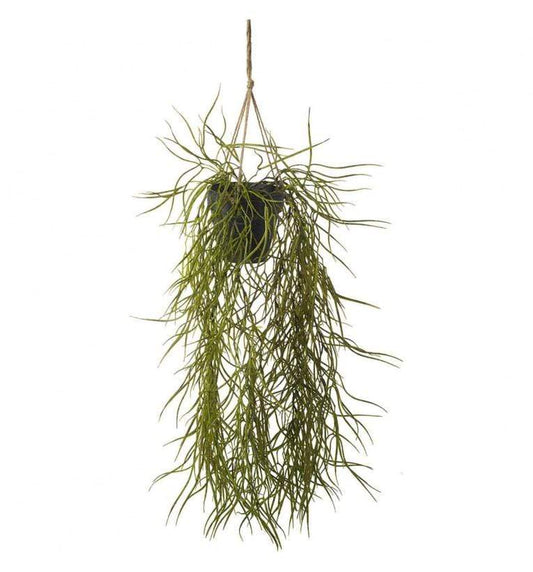 Hoya Hanging Green (2pk)-abc