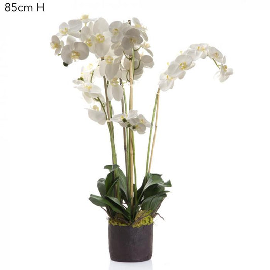 Phalaenopsis in Paper Pot White-Accessories-Florabelle-Default Title---abc
