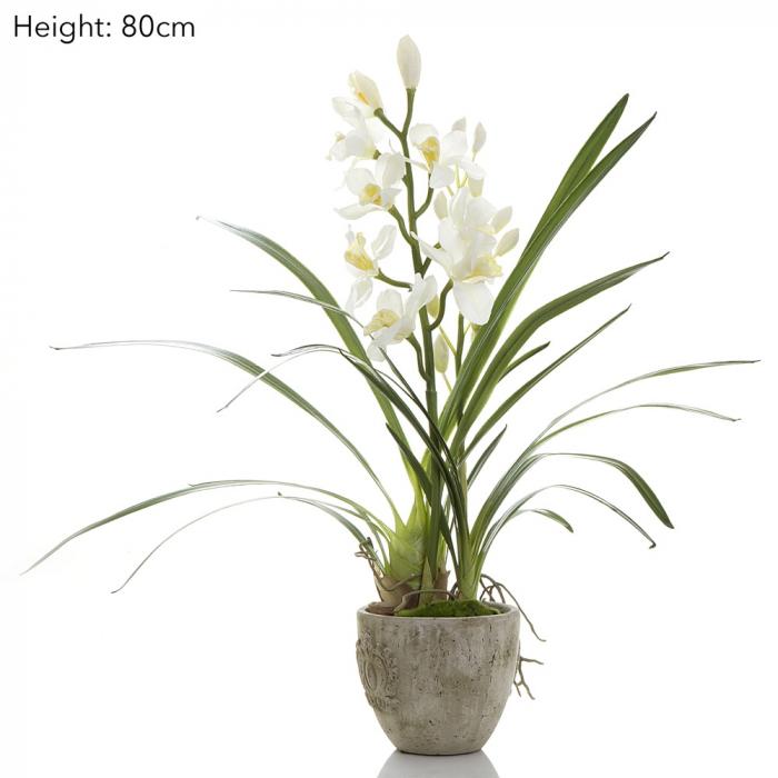 Cymbidium Orchid in Pot-abc