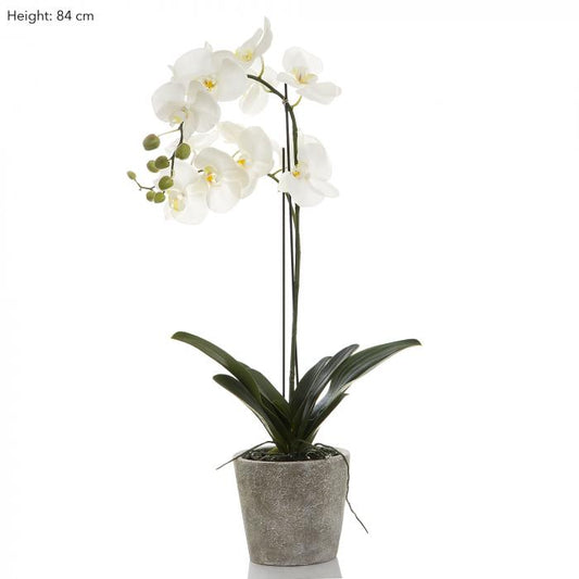 Orchid in Clay Pot 84cm White-abc