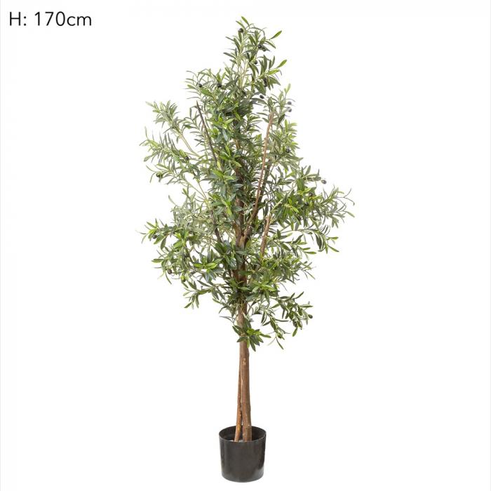 Olive Tree 1.7m-abc