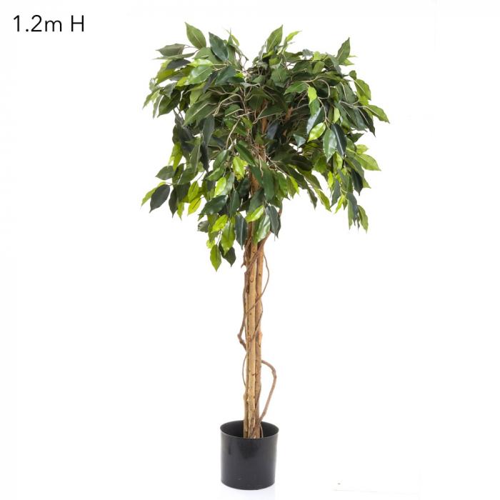 Ficus Ball Tree 1.2m-abc
