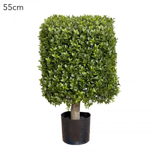 Boxwood Square Top 55cm-abc