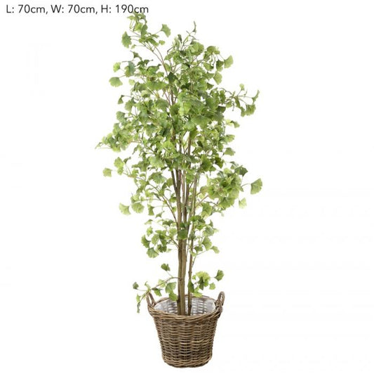 Ginko in S Rattan Basket-abc