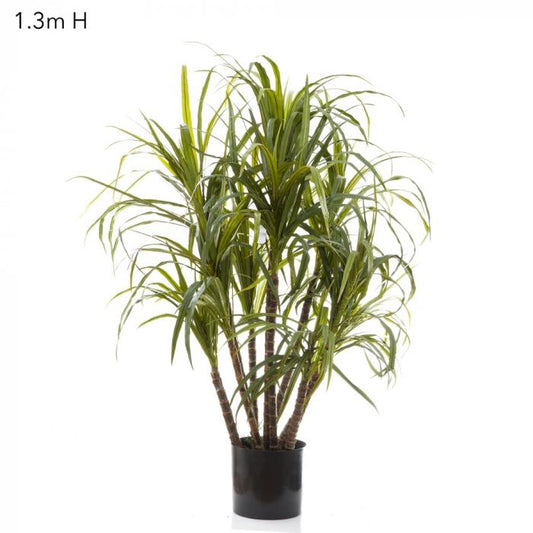 Dracaena Marginata 1.3m 10 Heads-abc