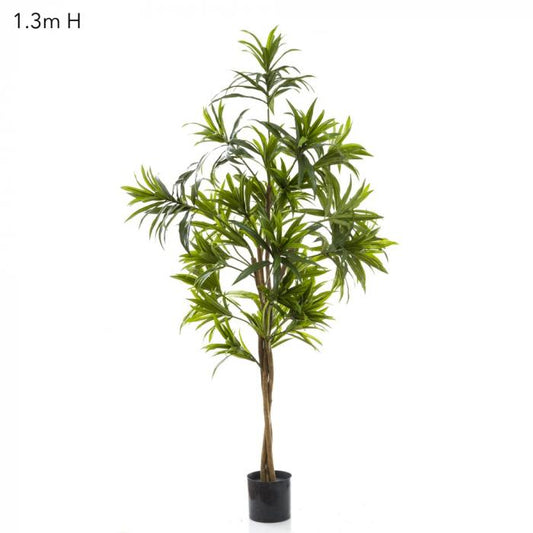 Dracaena Reflexa 1.3m Green-abc