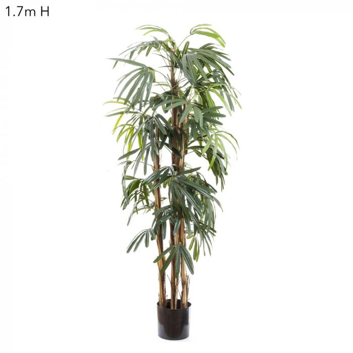 Raphis Palm (Thin Leaf) 1.7m-Accessories-Florabelle-Default Title---abc