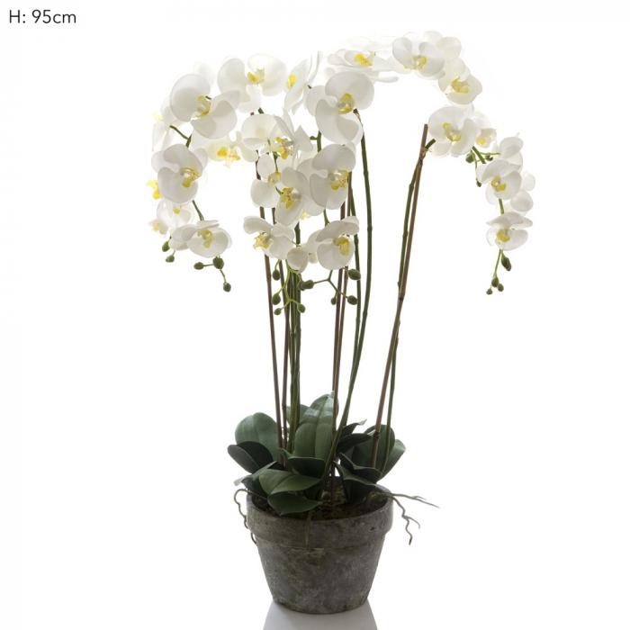 Orchid in Terracotta Pot White-abc