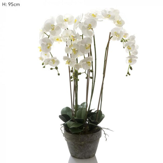 Orchid in Terracotta Pot White-abc