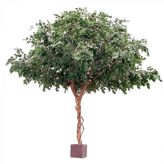 Ficus Exotica Giant U Type 9680 Lvs 3M-abc