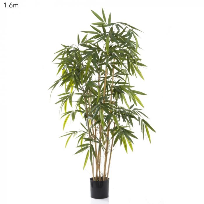 New Bamboo Tree Budget 1.6m-abc