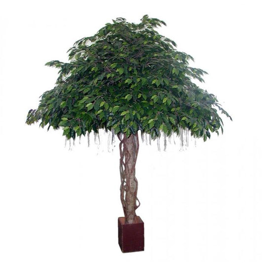 Fat Ficus Umbrella Giant 3.05m 12800Lvs-abc
