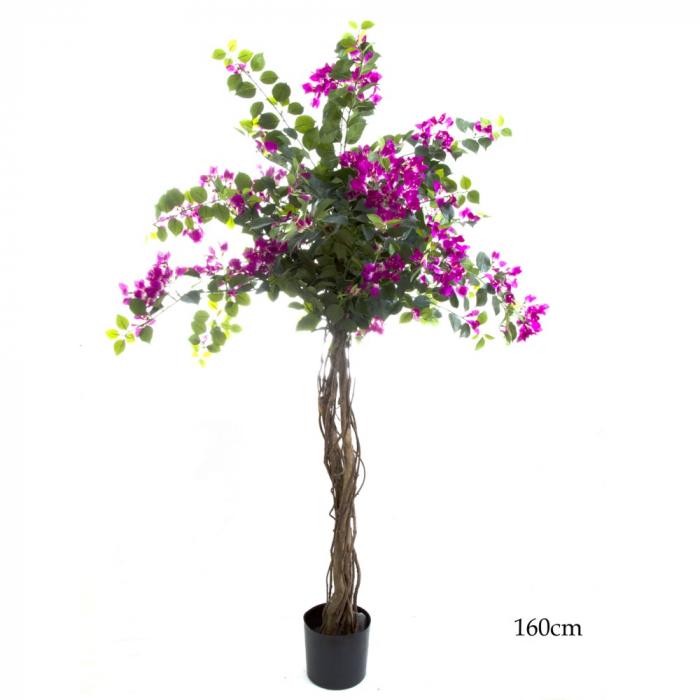 Bougainvillea Tree 1.6m (TCBOU1140-abc