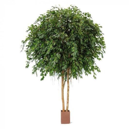 Giant Ficus Exotica 3.05m 12216Lvs-abc