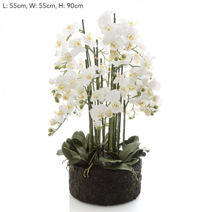 Orchid in Paper Pot XL White-abc