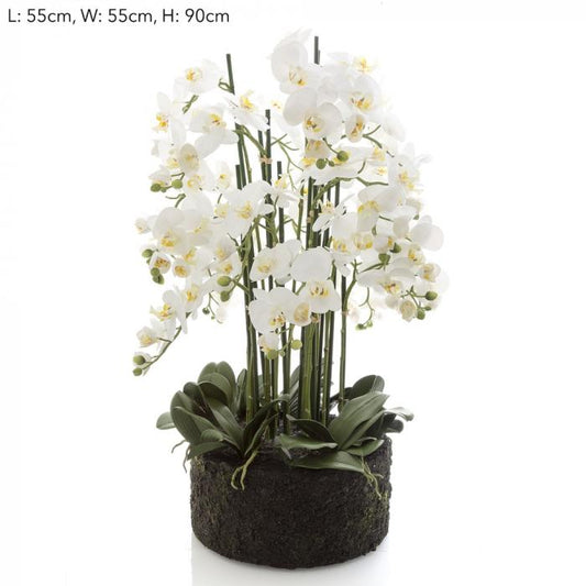 Orchid in Paper Pot XL White-abc