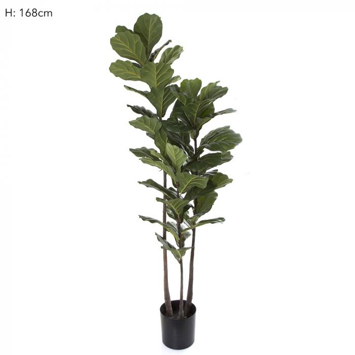 Fiddle Leaf Tree 168cm-abc