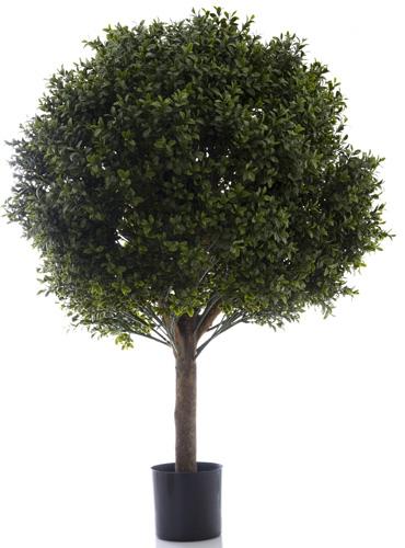 Boxwood Ball Tree 85cm (Dia 70cm)-abc