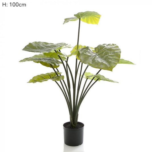 Taro Plant in Black Pot 1m 13 Lvs-Accessories-Florabelle-Default Title---abc