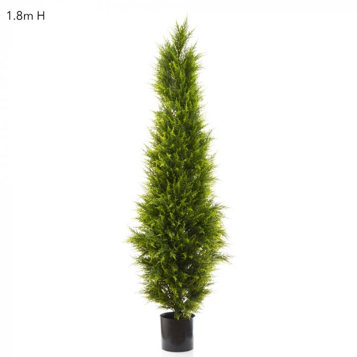 Cypress Pine 1.8m-abc