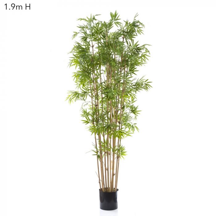 Japanese Bamboo Tree 1.9m-abc