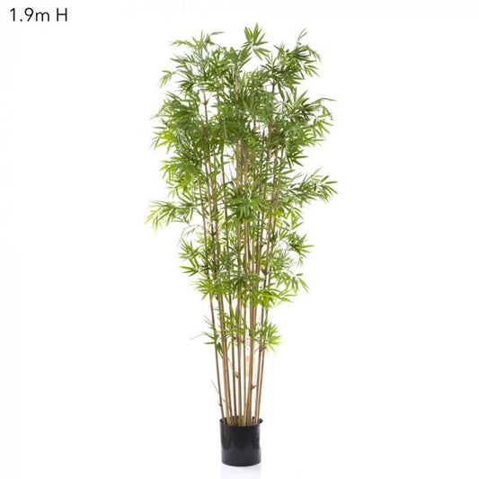Japanese Bamboo Tree 1.9m-abc