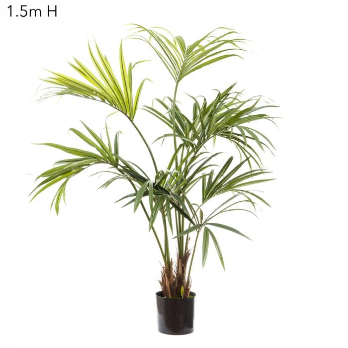 Kentia Palm W/182 Leaves 1.5m-abc