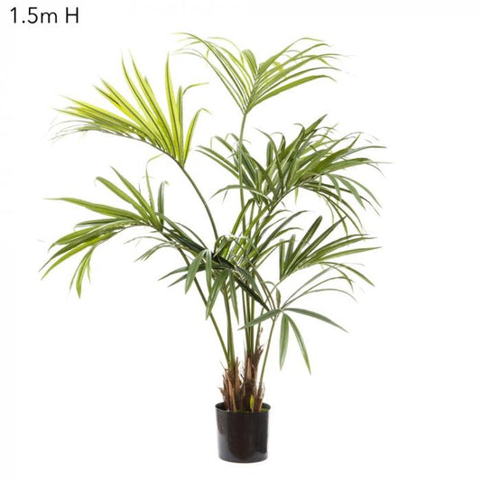 Kentia Palm W/182 Leaves 1.5m-abc