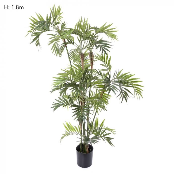 Parlour Palm 1.8m-abc