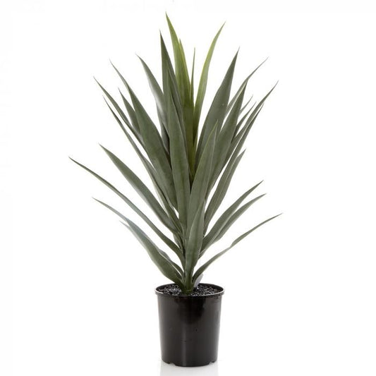 Yucca in Pot-Accessories-Florabelle-Default Title---abc