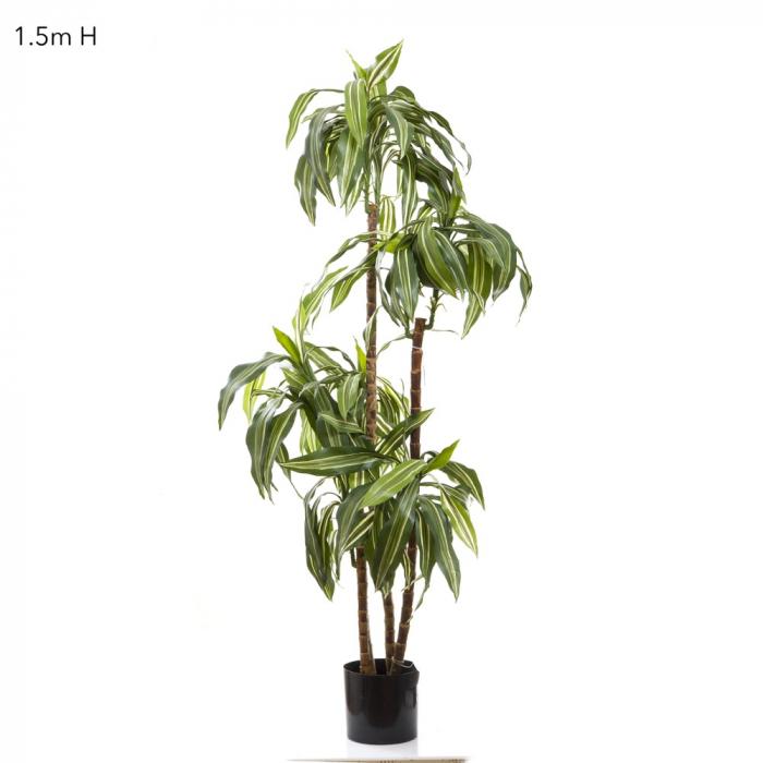 Dracaena Fragrans Steud 1.5m-abc