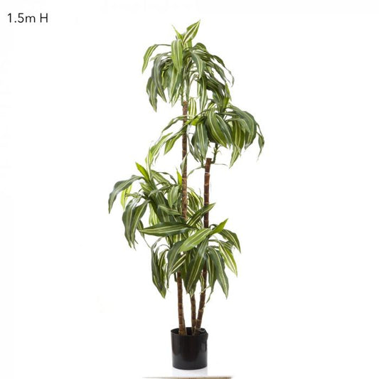 Dracaena Fragrans Steud 1.5m-abc