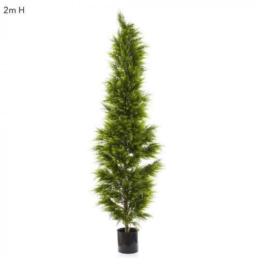 Cypress Pine 2m-abc