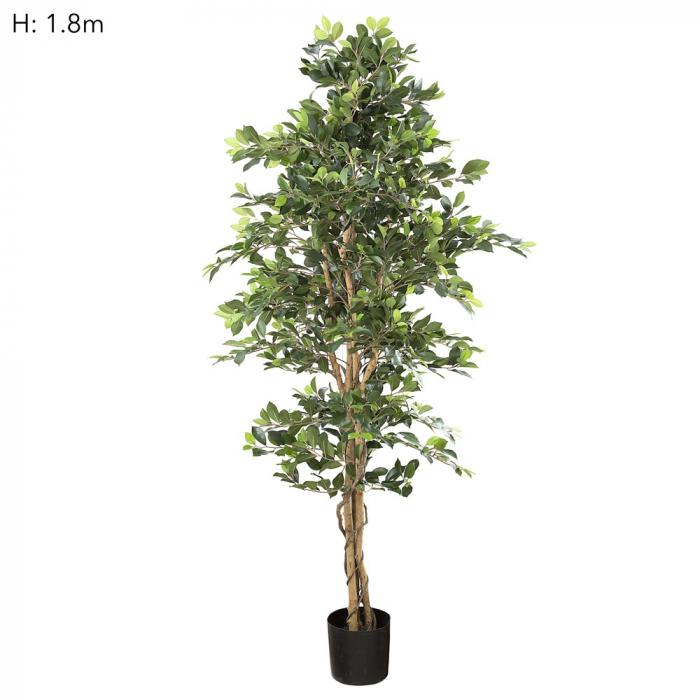 Ficus Retusa Bush Tree 1.8m-abc