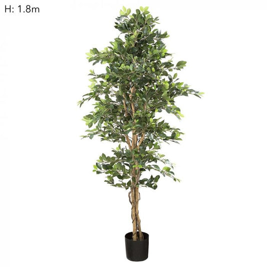 Ficus Retusa Bush Tree 1.8m-abc