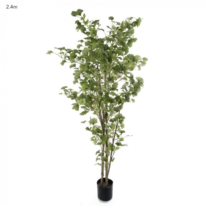 Ginko Tree 2.4m Potted-abc