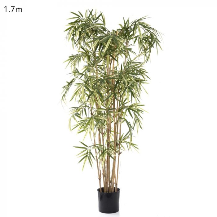 Variegated Royal Bamboo 1.7m-Accessories-Florabelle-Default Title---abc