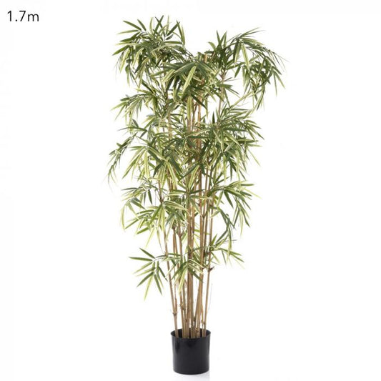Variegated Royal Bamboo 1.7m-Accessories-Florabelle-Default Title---abc