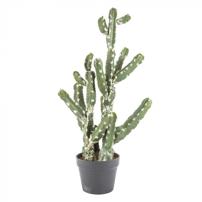 Cactus Vegas in Pot 72cm-abc