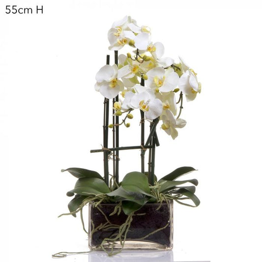 Phalaenopsis in Square Glass Vase Wht-Accessories-Florabelle-Default Title---abc
