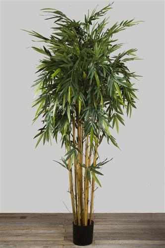 New Bamboo Tree 2.2m-abc