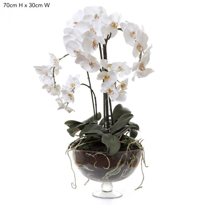 Phalaenopsis x8 in Glass Vase White-Accessories-Florabelle-Default Title---abc