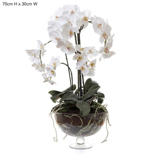 Phalaenopsis x8 in Glass Vase White-Accessories-Florabelle-Default Title---abc