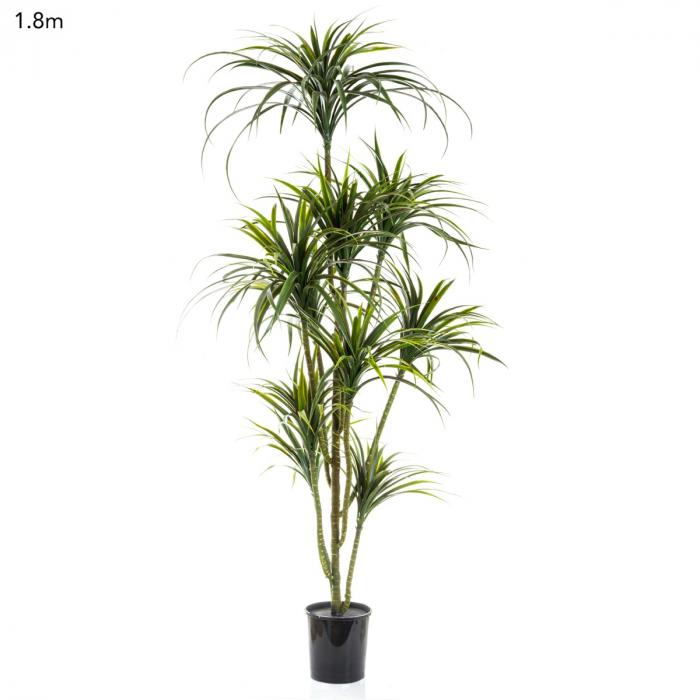 Yucca Plant x 10 Potted - 1.8m-Accessories-Florabelle-Default Title---abc