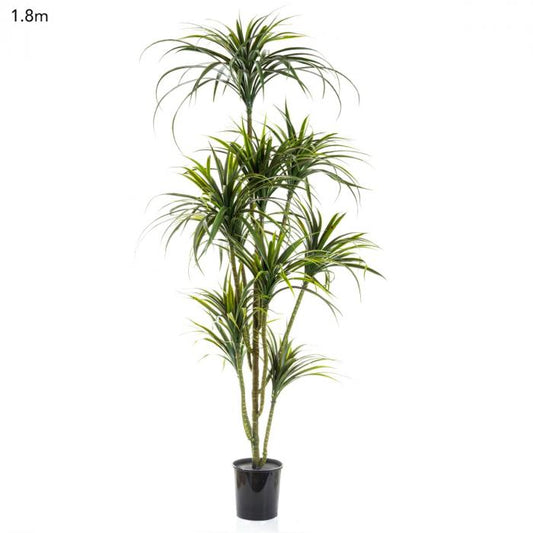 Yucca Plant x 10 Potted - 1.8m-Accessories-Florabelle-Default Title---abc