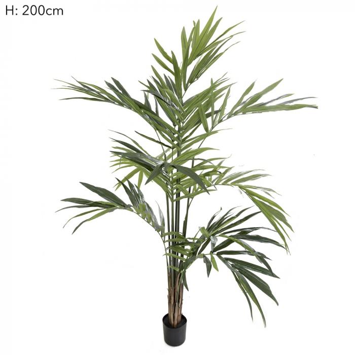 Kentia Palm Potted 2.5m 216 Lvs-abc