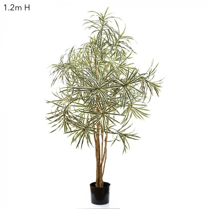 Dracaena Reflexa Anita Variegated 1.2m-abc