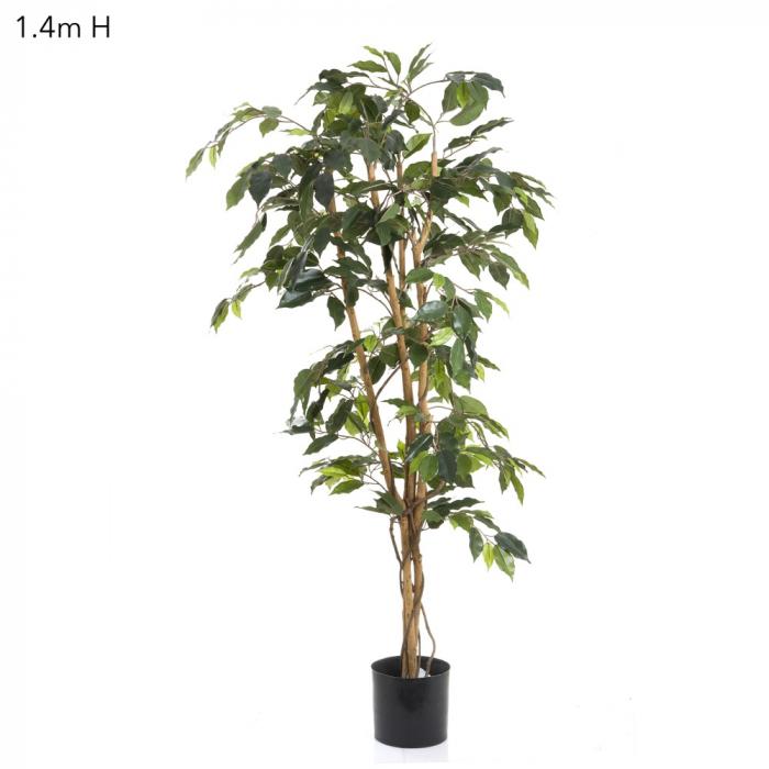 Ficus 1.2m-abc