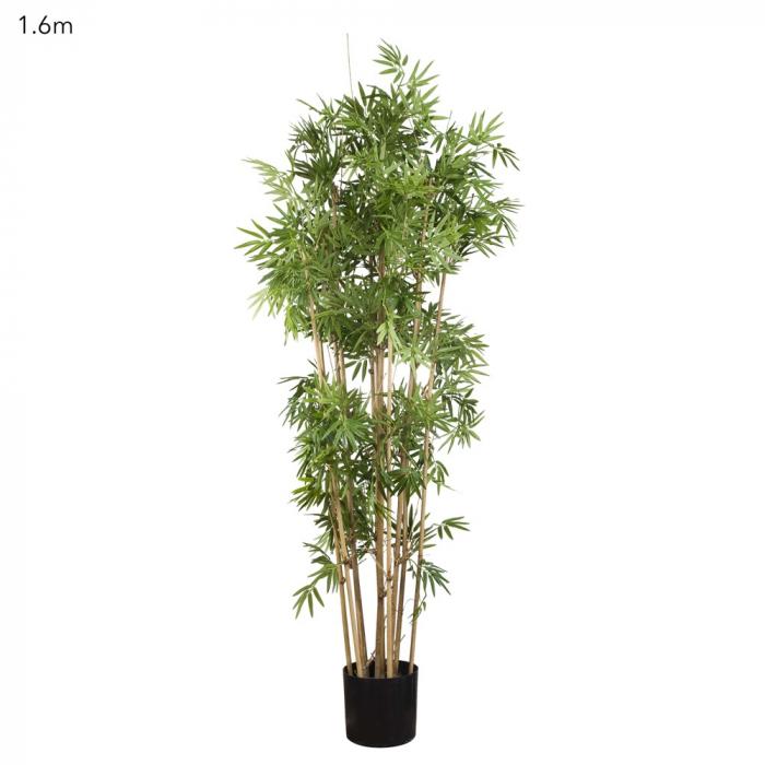 Japanese Bamboo Tree 1.6m-abc