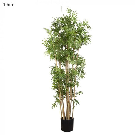 Japanese Bamboo Tree 1.6m-abc